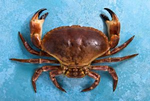 Crab