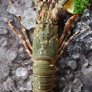 Mozambique Crayfish