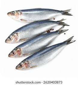Sardines